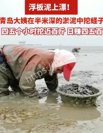 青岛大姨挖蛏